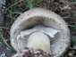 Tüskés galóca (Amanita echinocephala), Budai-hegység